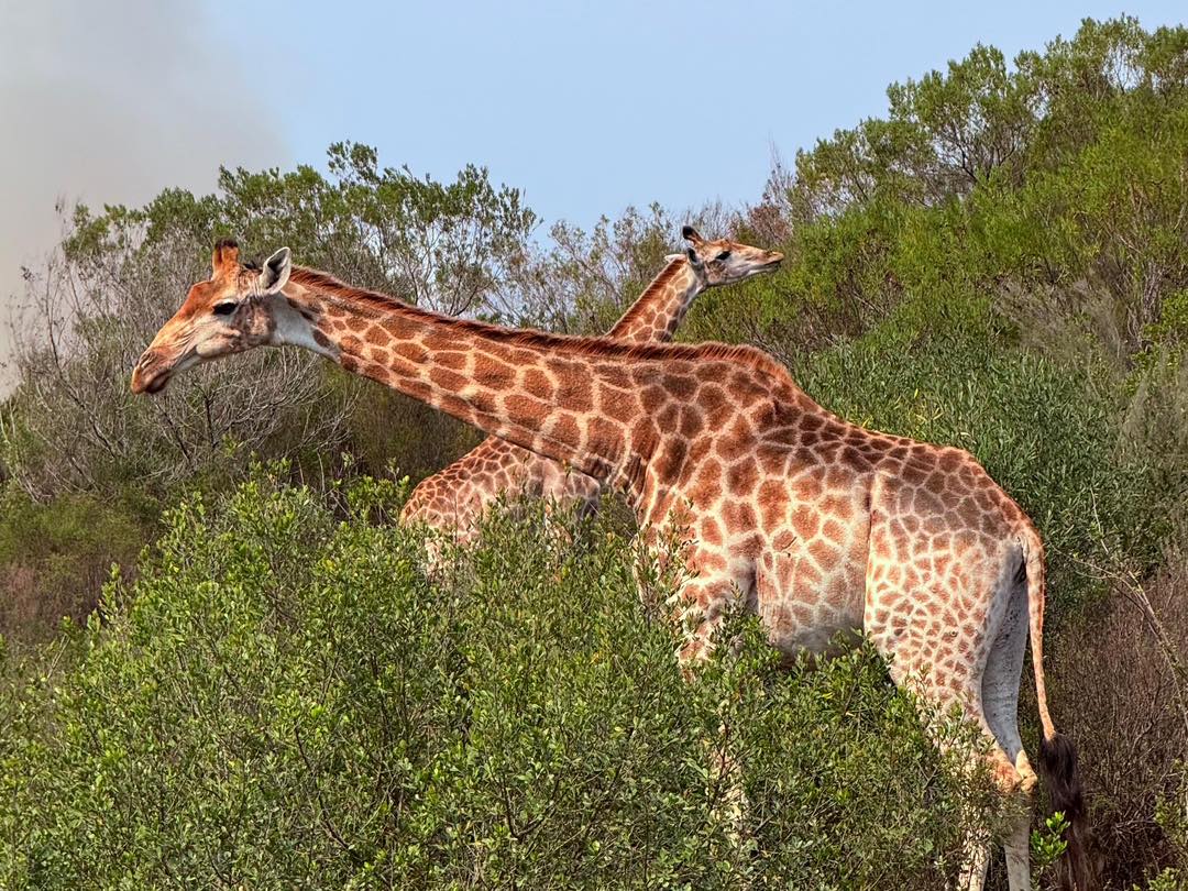 582531831_1273851208113297_3282093419938359769_n